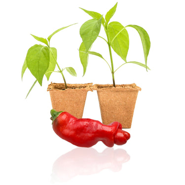 Red Peter Pepper Plants - The Pepper Pantry (Formerly Marie Sharp's)